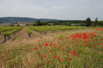 provence