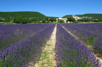 provence